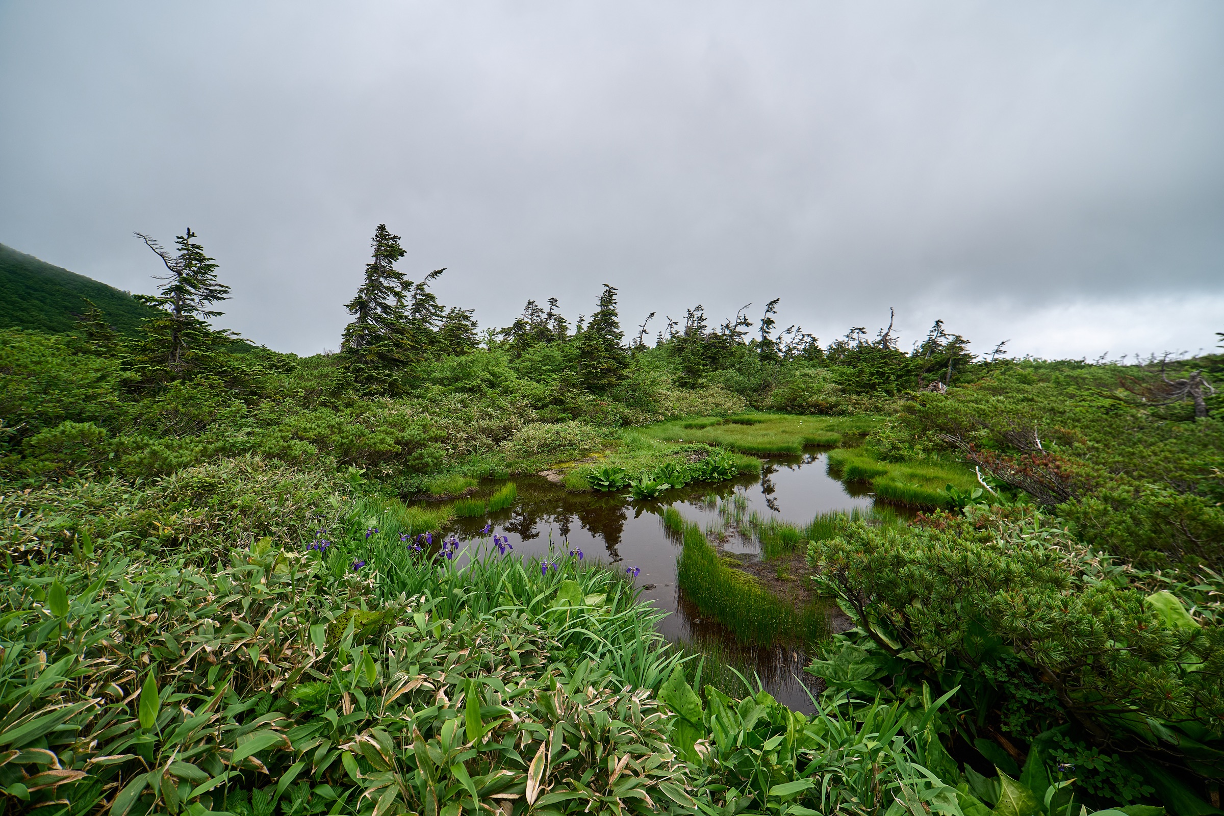 Rain-darkened alpine grass and rock beneath low cloud