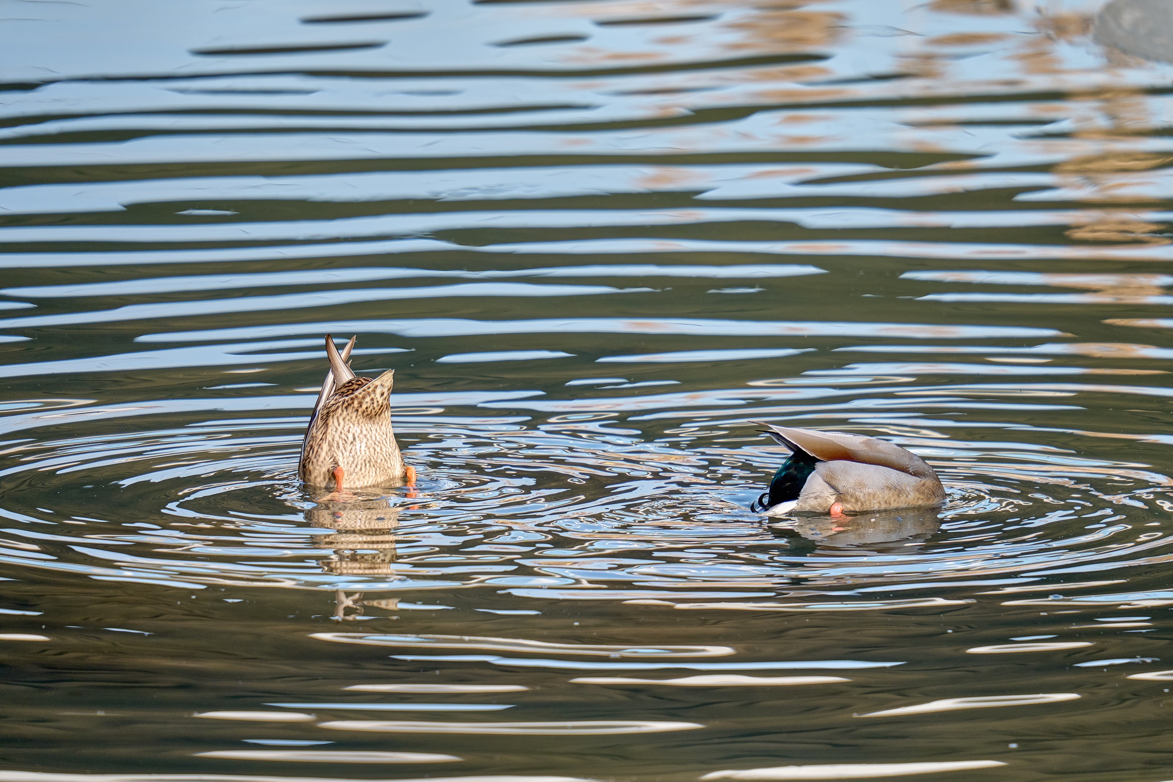 Two ducks feeding beneath the surface of an urban waterway