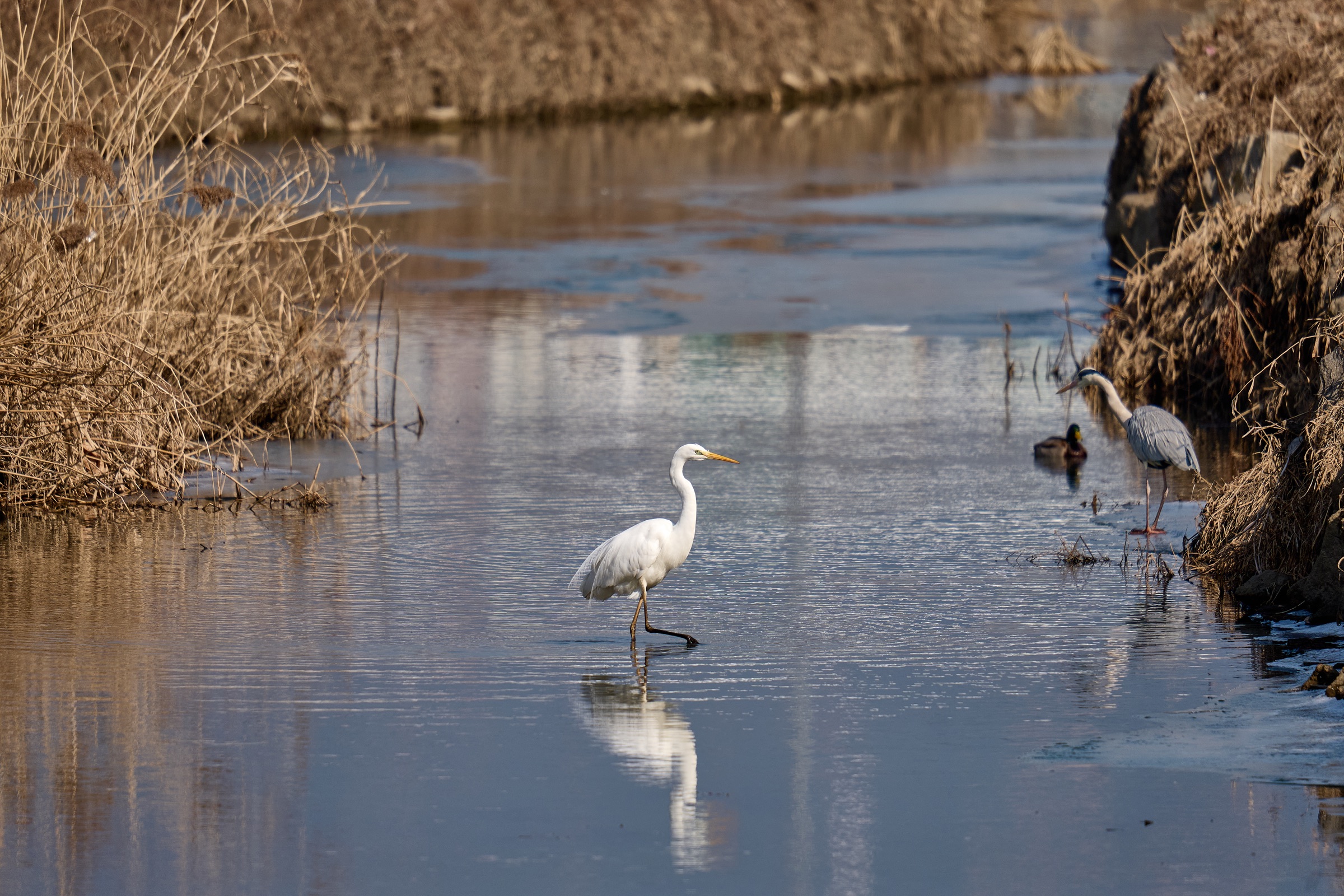Herons within an urban waterway